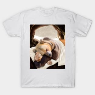 Goodnight Mr Bear T-Shirt